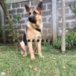 Dogs kennel - Real Telegram