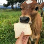 Cow gifs - Real Telegram