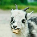 Goat gifs - Real Telegram
