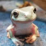 Frogs Frogs Frogs - Real Telegram
