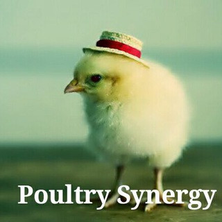Poultry Synergy Group - Real Telegram